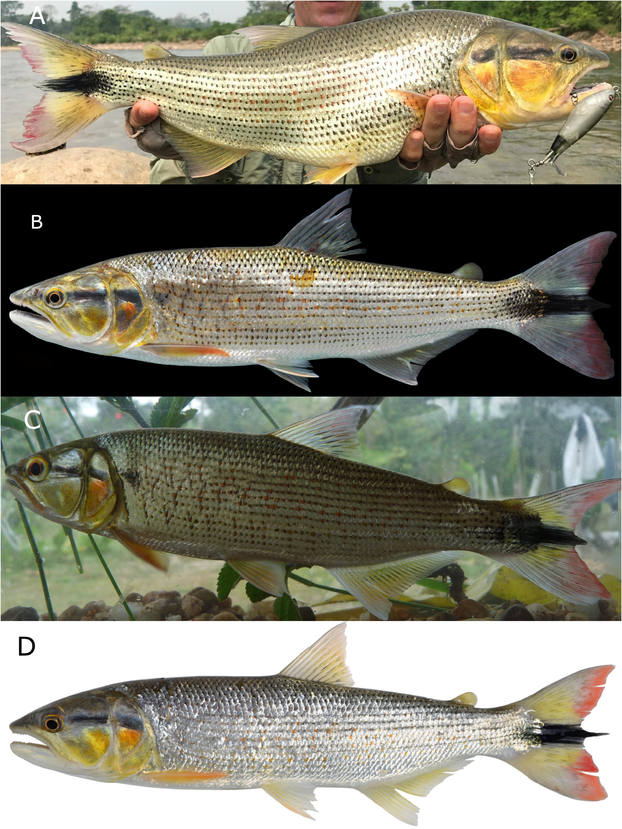 Salminus iquitensis lima new combination