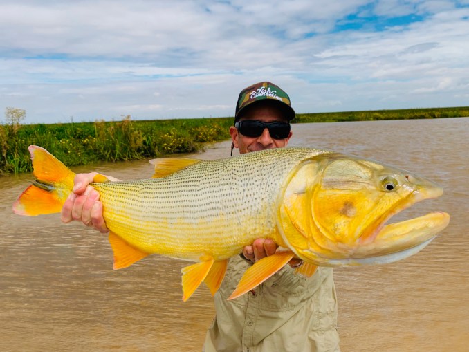 Golden dorado le furtif lingot dor