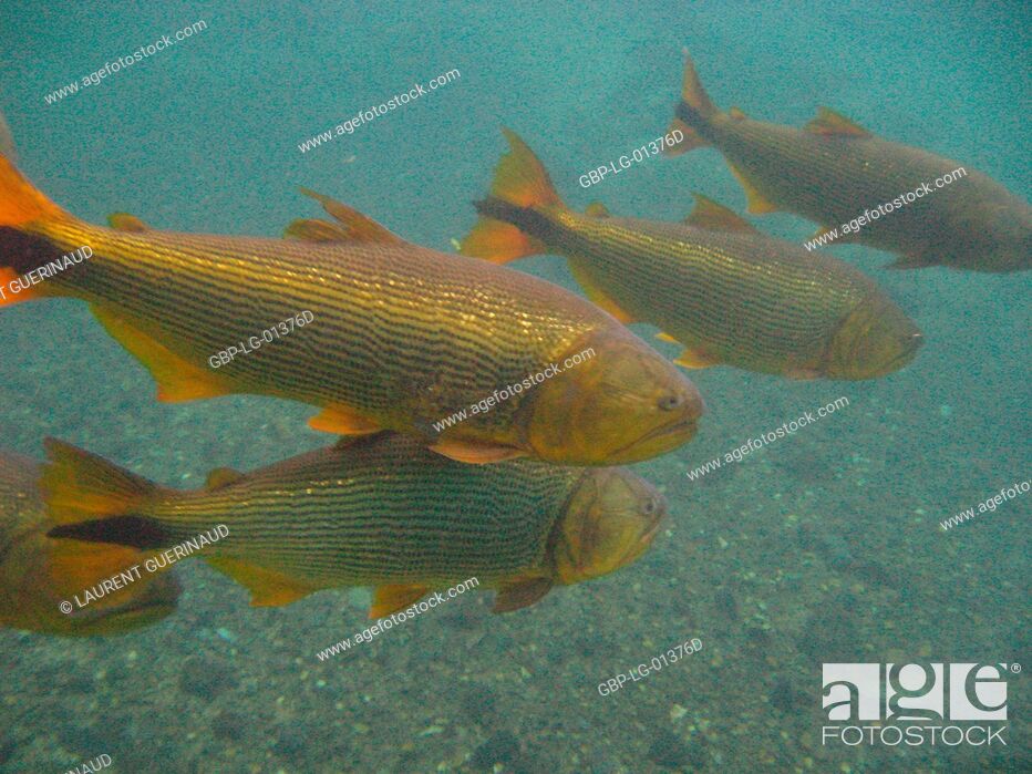 Fish dourado salminus brasiliensis bonito mato grosso do sul brazil stock photo picture and rights managed image pic gbp