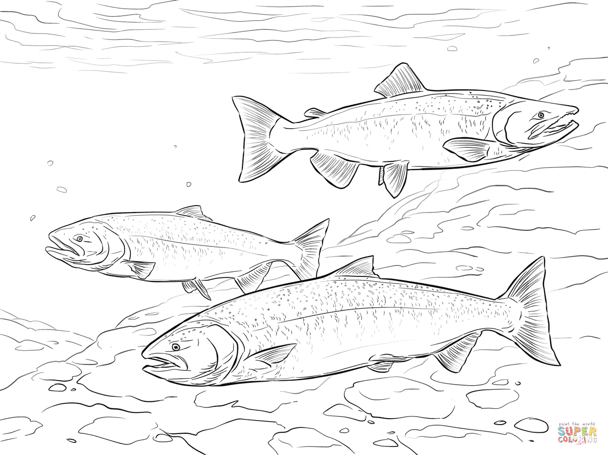 Pin by heather habben on coloring pages animals super coloring pages salmon drawing trout art