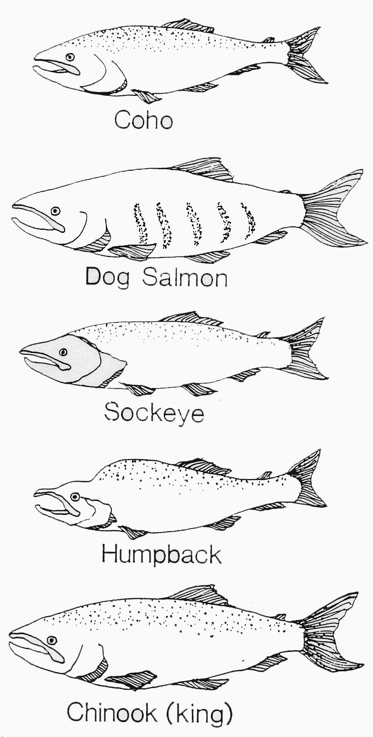 Salmon coloring book pages athabascan winter studies