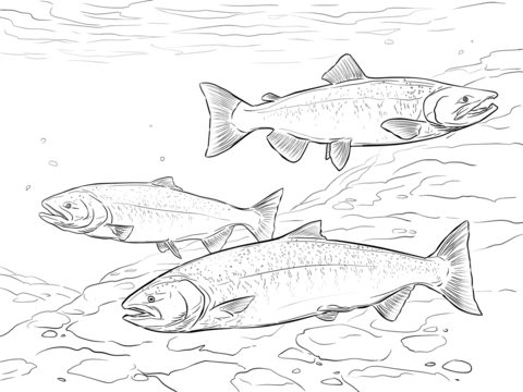 Chinook salmon coloring page free printable coloring pages