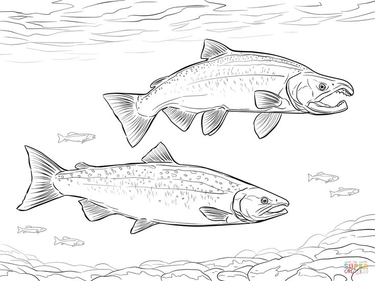 Coho salmon coloring page free printable coloring pages salmon drawing fish artwork fish drawings