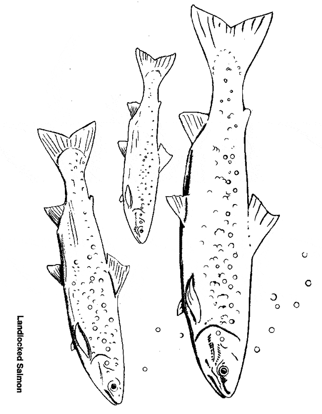 Salmon coloring page