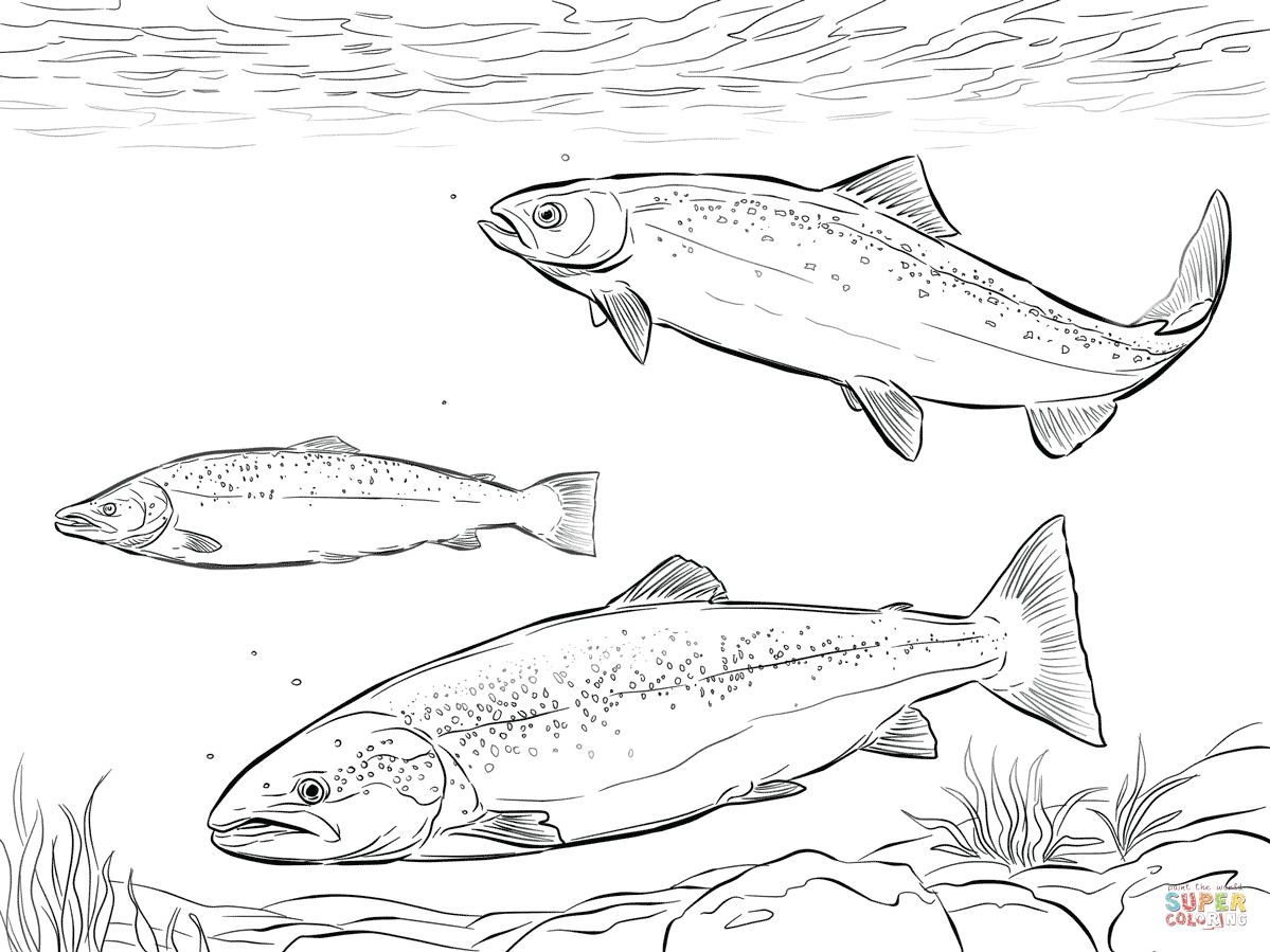 Atlantic salmon shoal coloring page free printable coloring pages