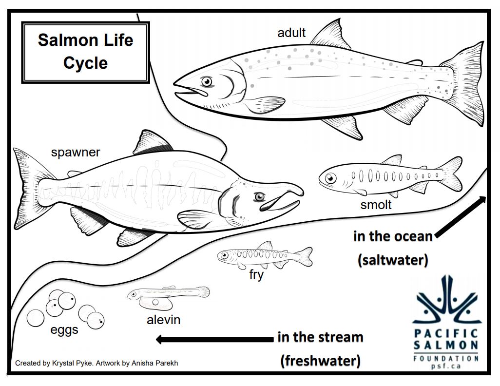 Pacific salmon foundation on x were starting the week off by sharing another at