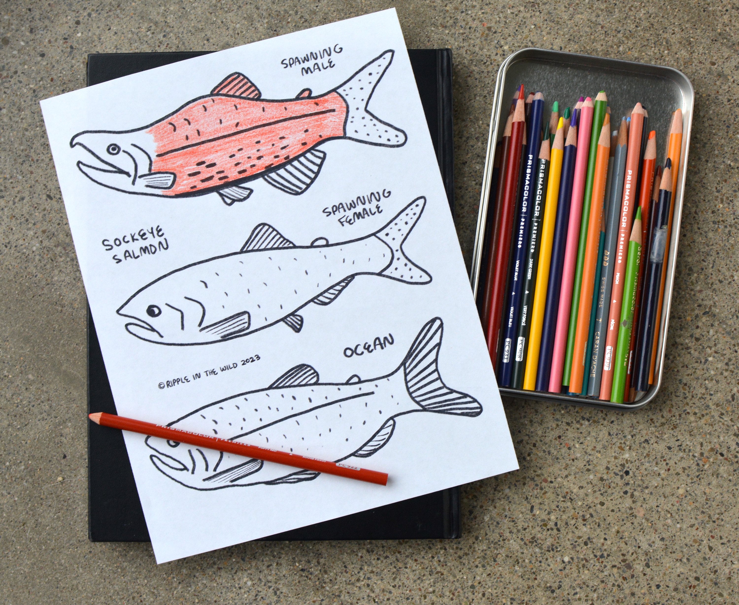 Printable coloring page sockeye salmon hand drawn nature coloring page for kids and adults mindful coloring