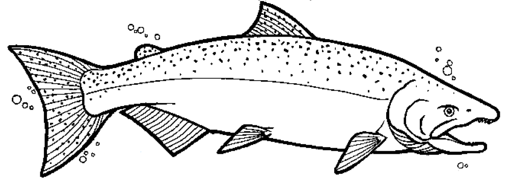 Chinook salmon coloring page salmon drawing sh drawings coloring pages