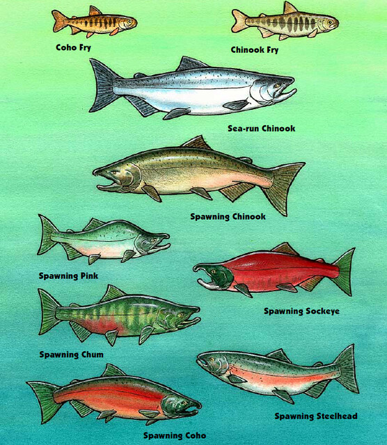 Salmon coloring book the pacific salmon and steelhead coloâ