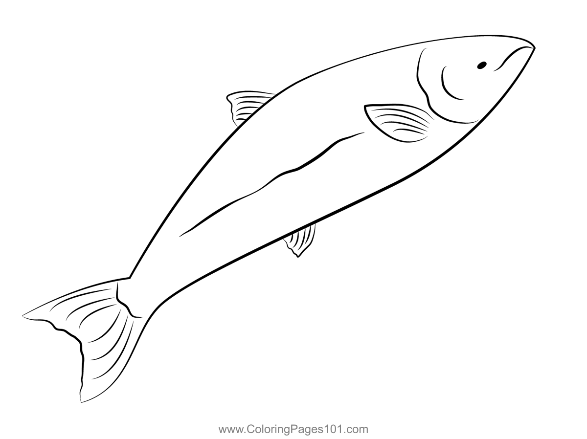 Chinook salmon coloring page coloring pages fish quilt coloring pages for kids