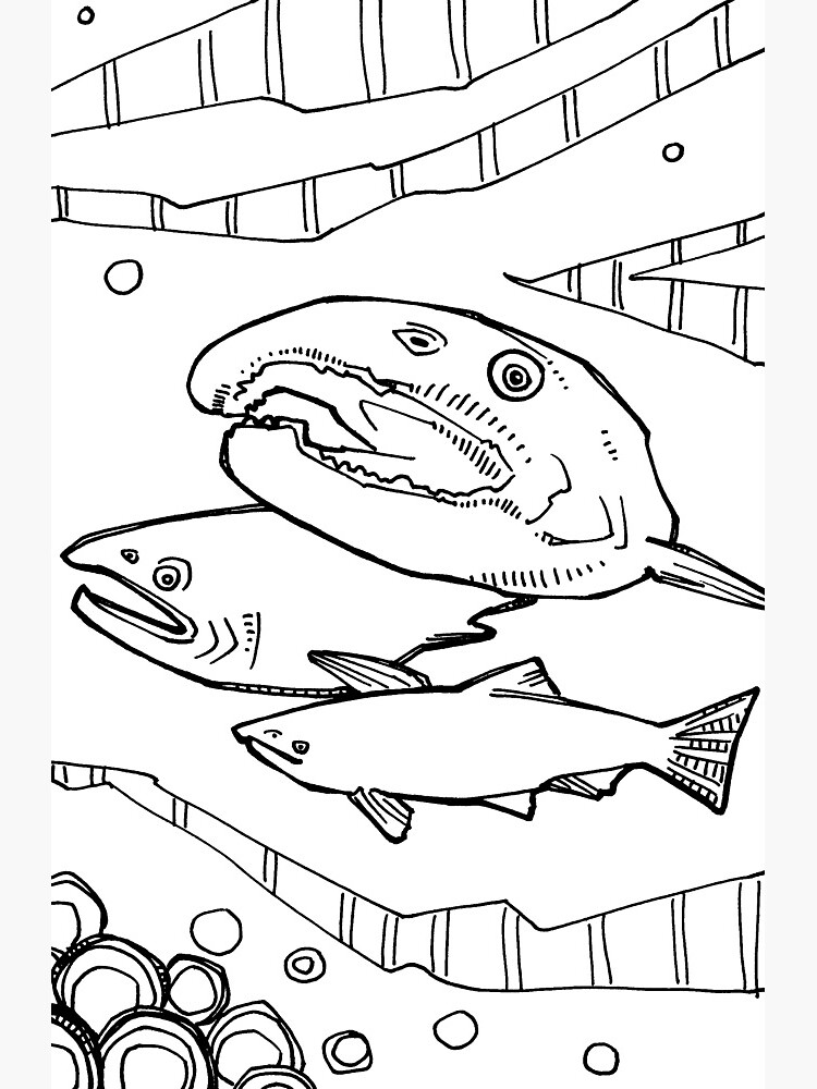 Coho salmon coloring book page greeting card for sale by gwenn seemel