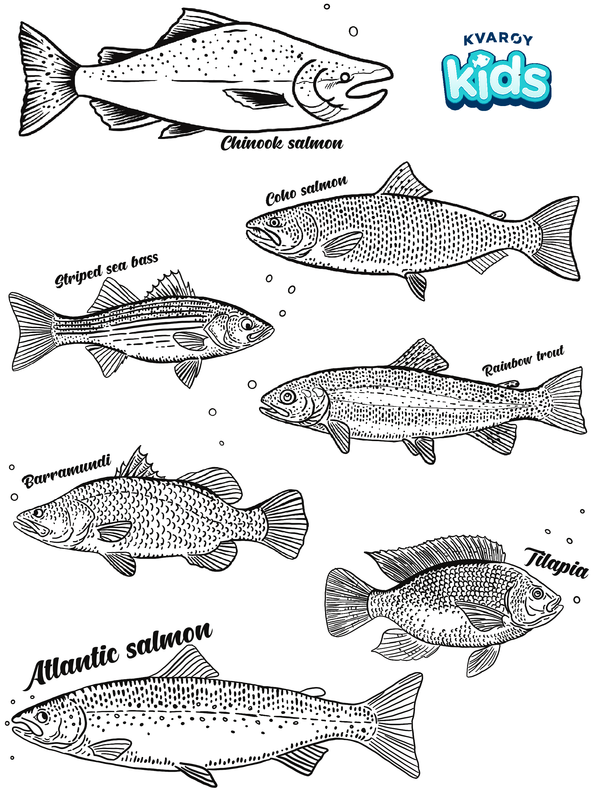 The different members of the salmon family â kvaroy arctic