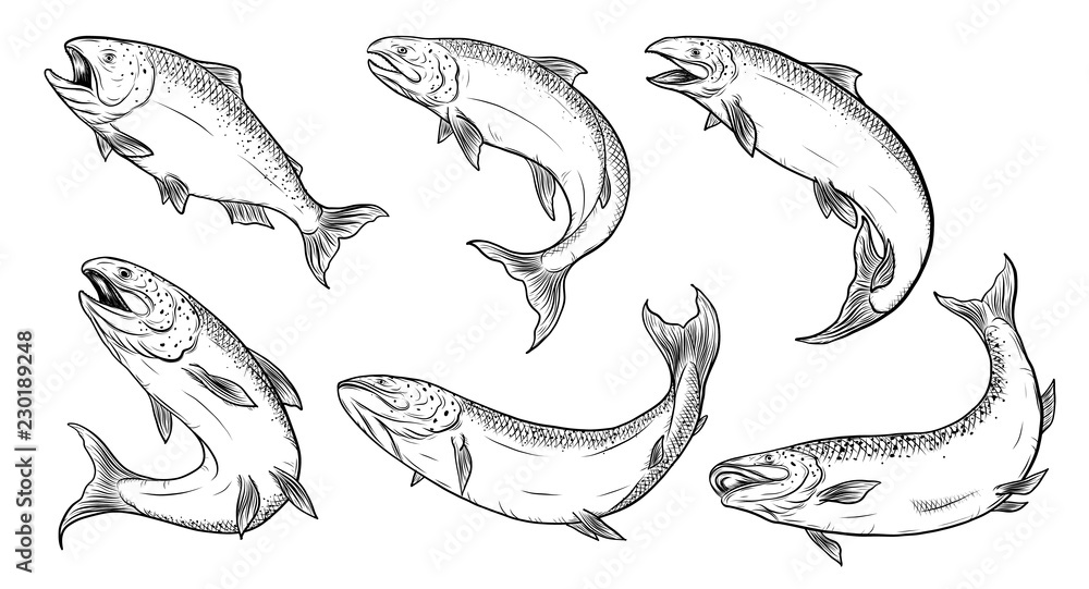 Salmon art highly detailed in line art stylefish vector by hand drawingfish tattoo on white backgroundblack and white fish vector on white backgroundsalmon fish sketch for coloring book vector