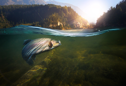 BEAUTIFUL RAINBOW TROUT FISH FISHING Wallpaper bordeR Wall LAKE