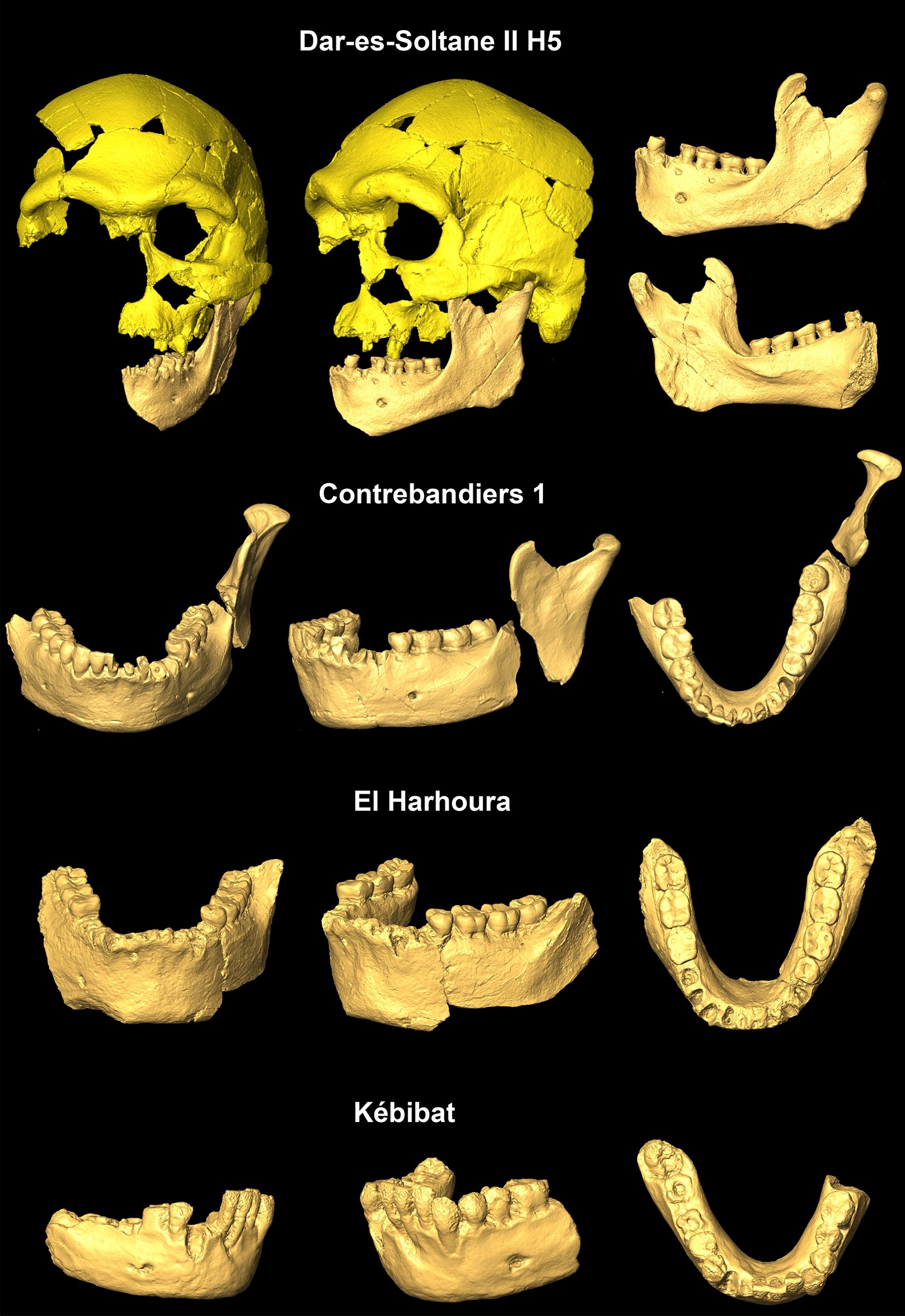 The relevance of late msa mandibles on the emergence of modern morphology in northern africa scientific reports