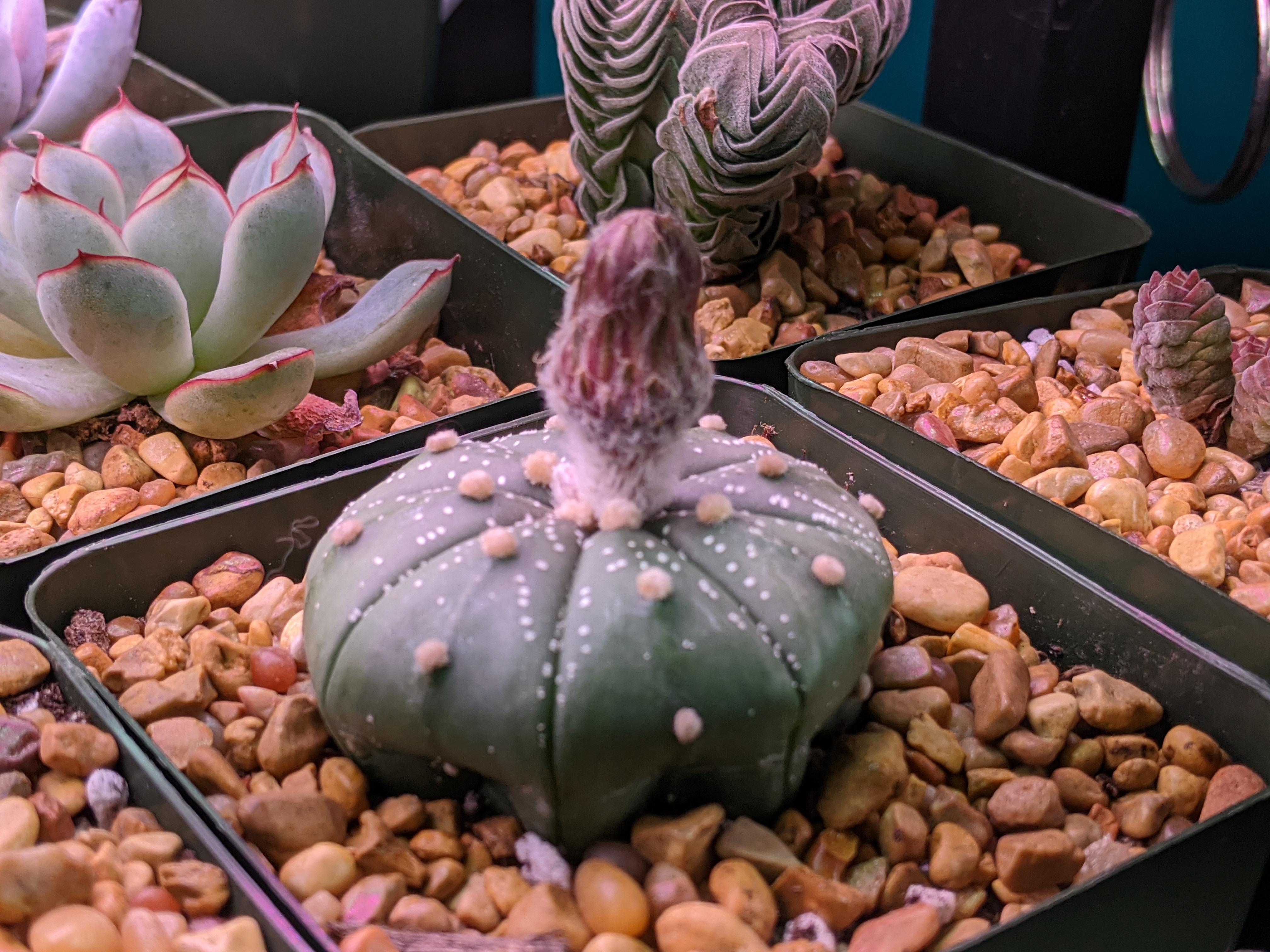 Astrophytum asterias akabana sand dollar cactus working on blooming rsucculents