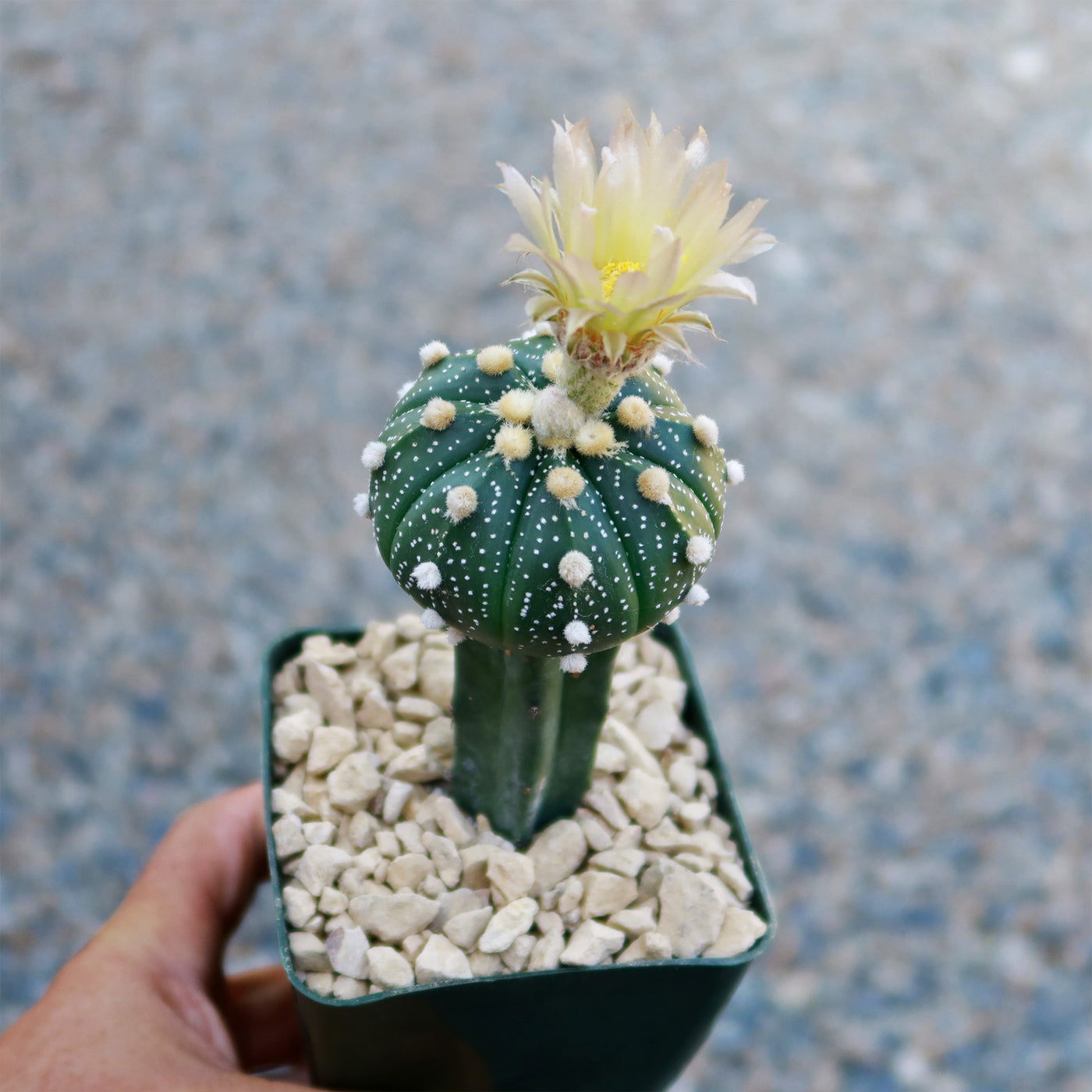 Grafted cactus âsand dollar astrophytum asterias for sale