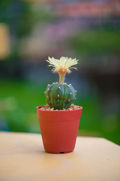 Astrophytum asterias or sand dollar cactus stock photo by khuntapoldep