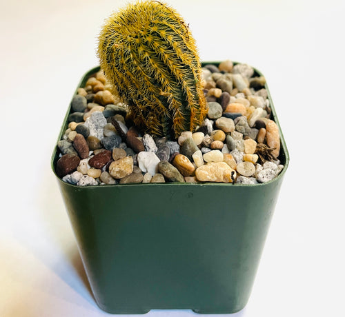 Astrophytum asterias sand dollar cactus