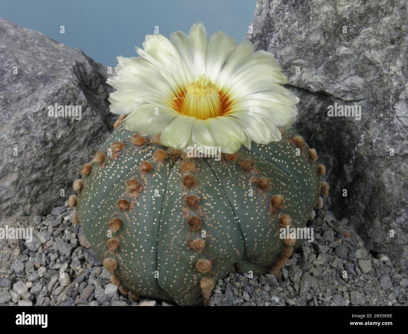 Sea urchin cactus hi