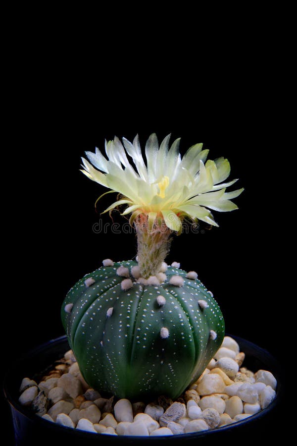 Astrophytum asterias stock photos