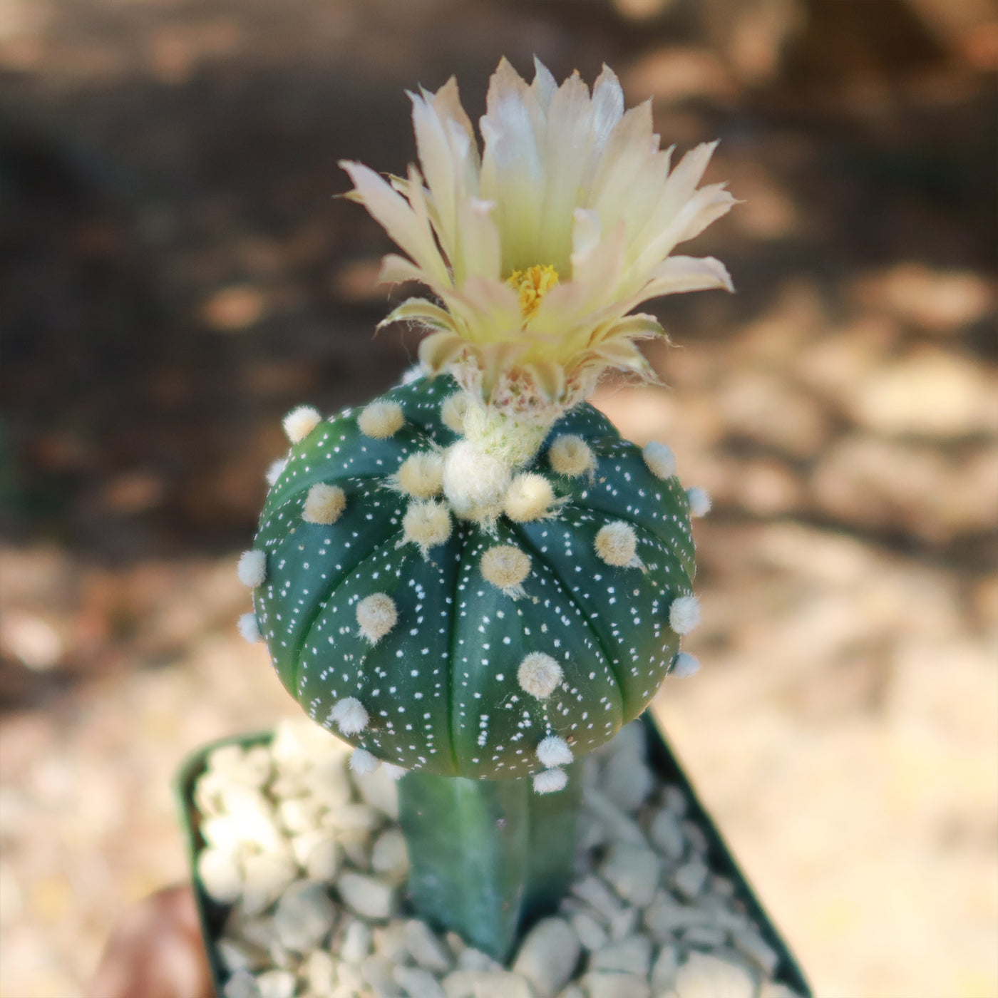 Grafted cactus âsand dollar astrophytum asterias for sale