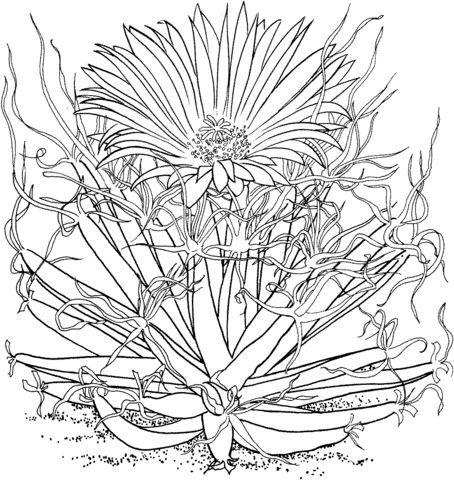 Leuchtenbergia principis or agave cactus coloring page free printable coloring pages coloring pages free printable coloring pages printable coloring pages