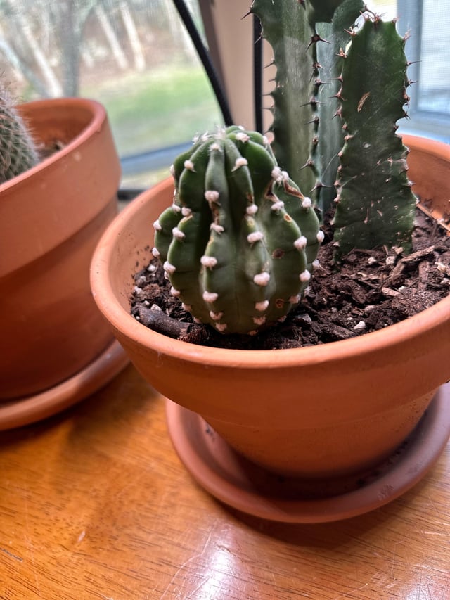 Do these seem healthy the african milk tree has some brown spots around the pricks and i believe the other is a sand dollar cactus why is it tapering at the top