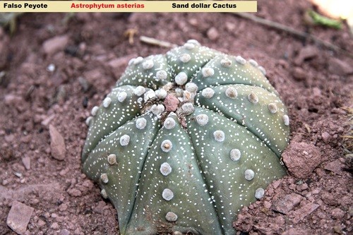 Sand dollar cactus astrophytum asterias flower leaf care uses