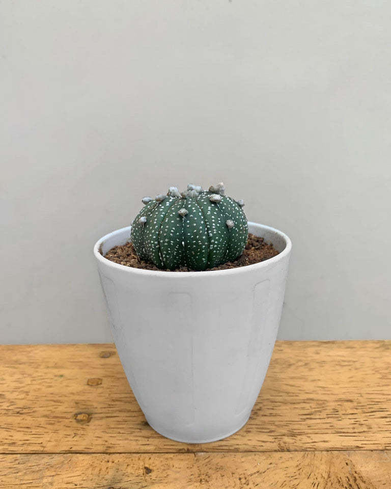 Buy astrophytum asterias cactus unlimited greens â