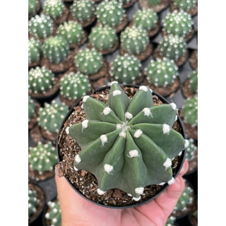 Easter cactus plants