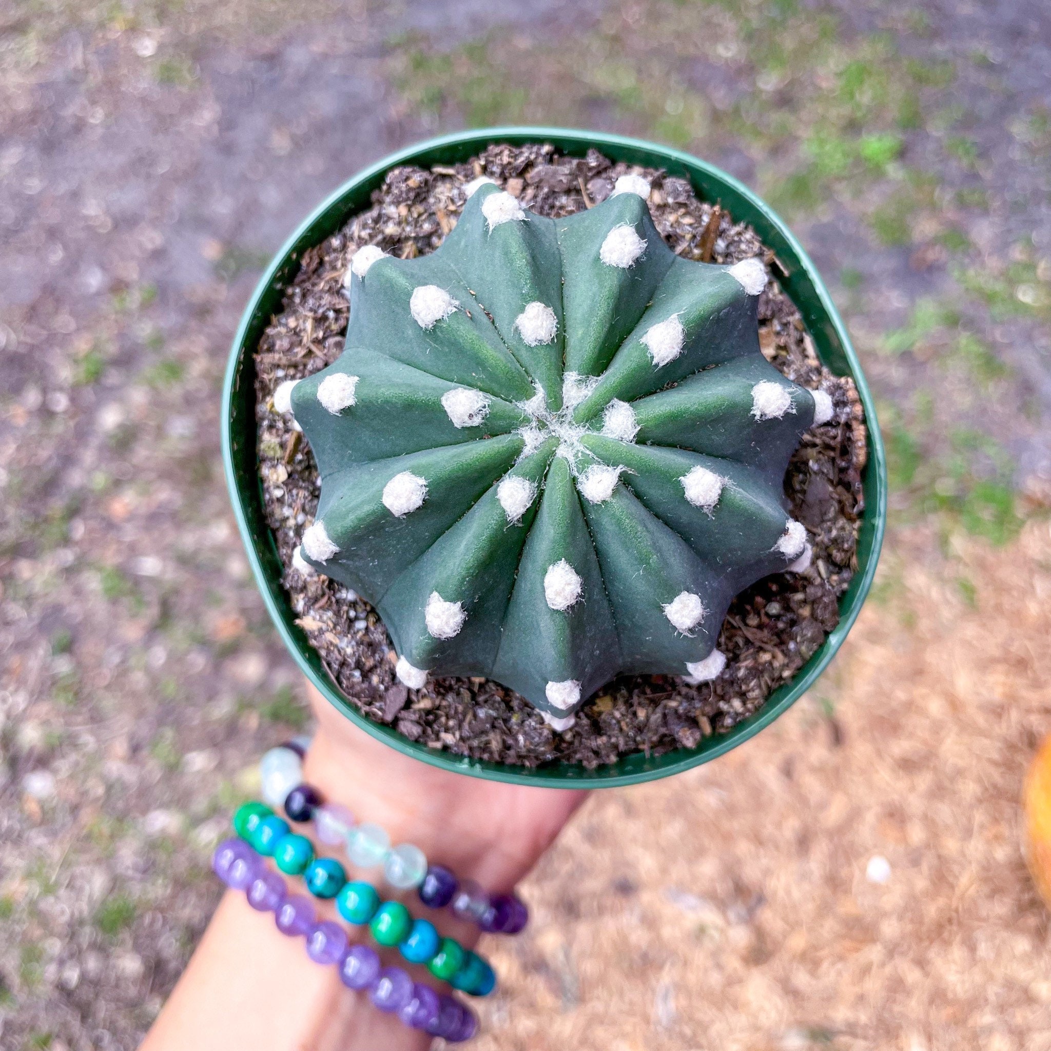 Sand dollar cactus aka echinopsis easter lily succulent plant fully rooted pot