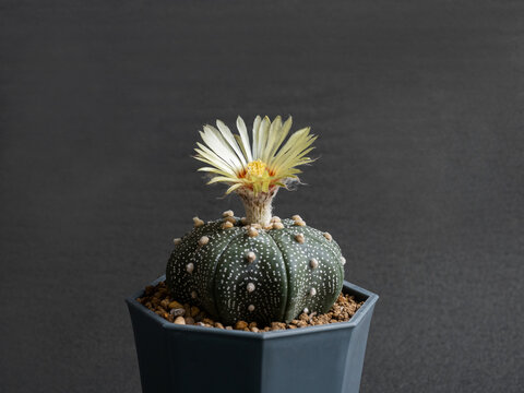 Astrophytum asterias images â browse photos vectors and video