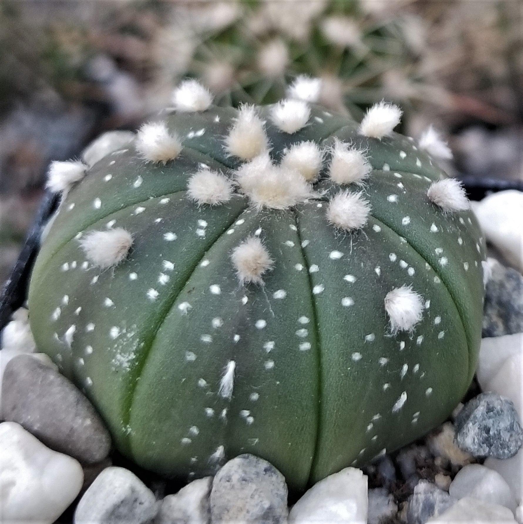 Sand dollar astrophytum asterias