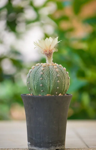 Astrophytum asterias or sand dollar cactus stock photo by khuntapoldep