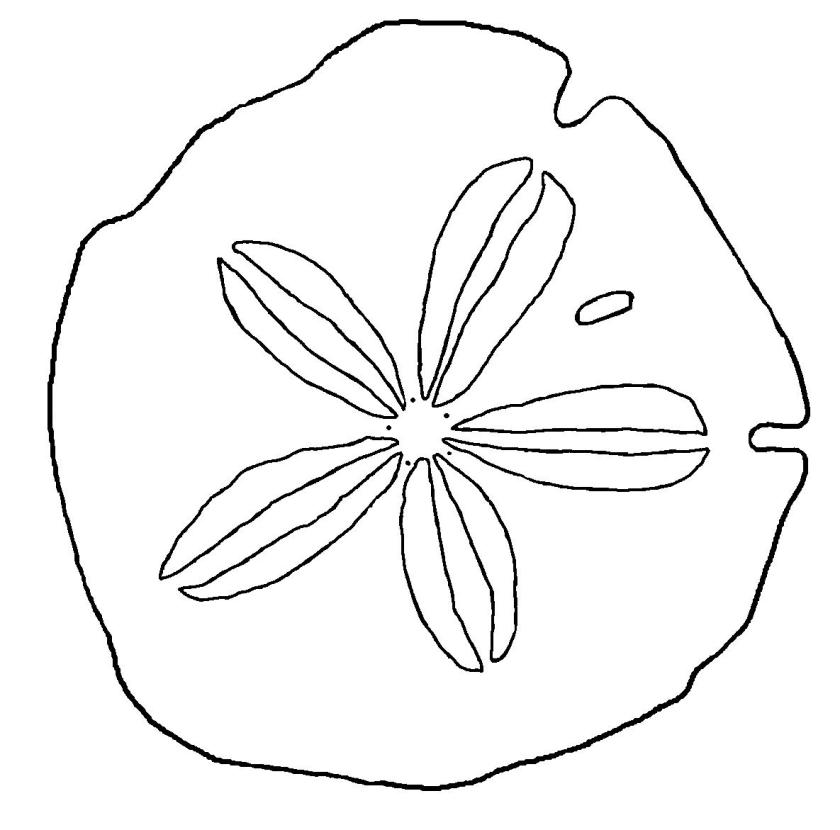 Seashells by millhillsand dollar coloring page free download