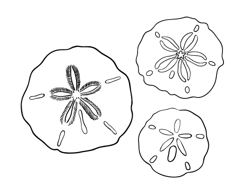 Free sand dollar coloring page