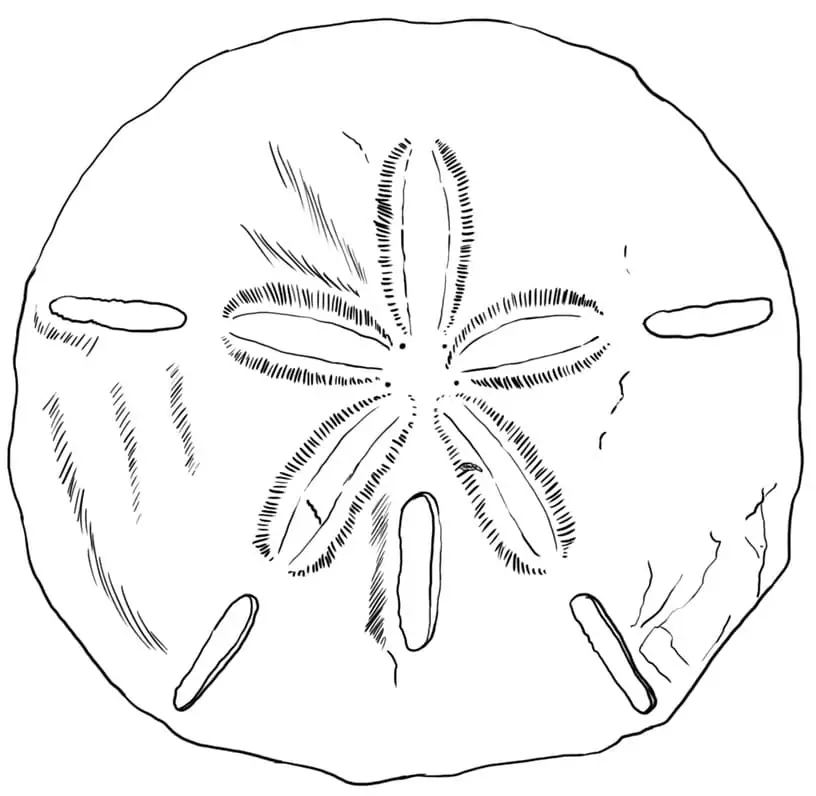 Sand dollar fãrbung seite