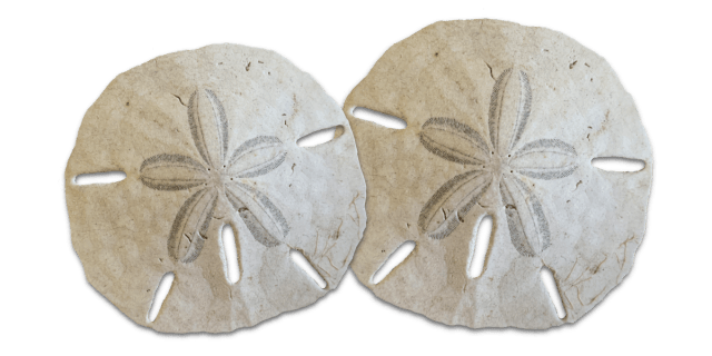 Seashells by millhillsand dollar coloring page free download