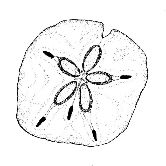 Sanddollar sand dollar ink drawing original is available â