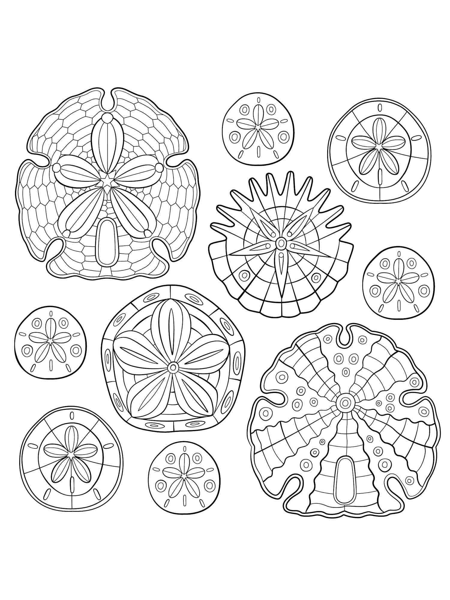 Sand dollar coloring pages