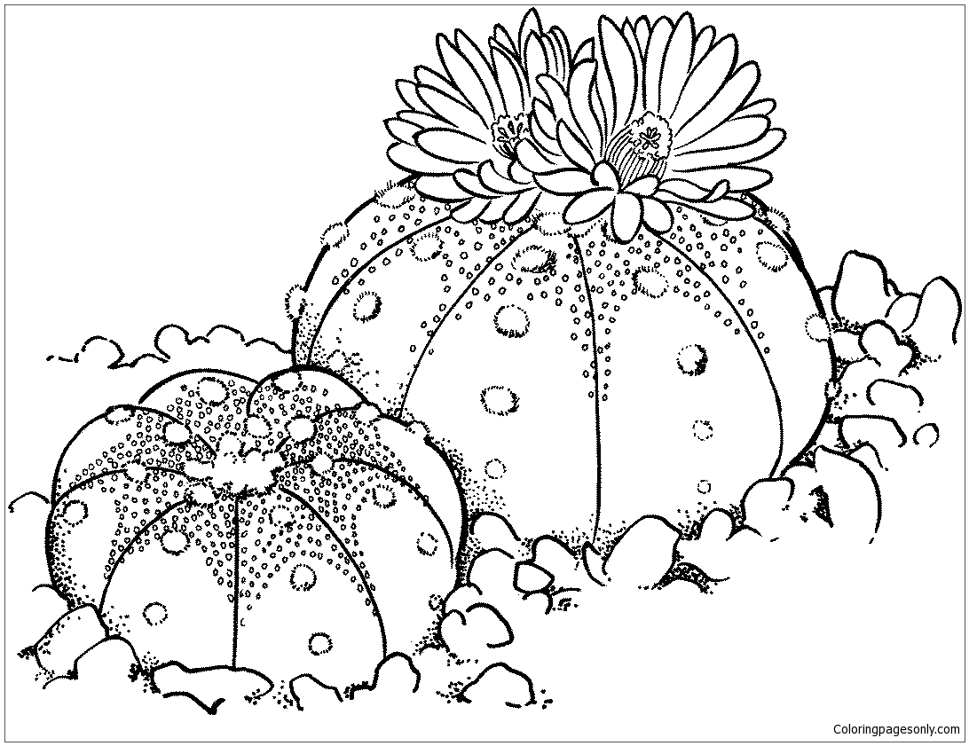 Astrophytum asterias or sand dollar cactus coloring page