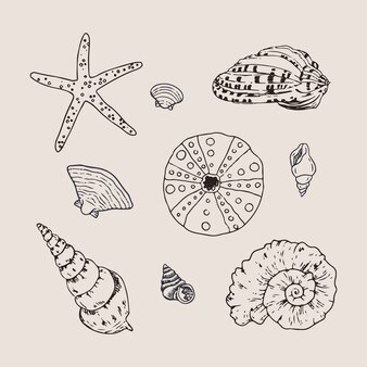 Sand dollar shell vectors illustrations for free download