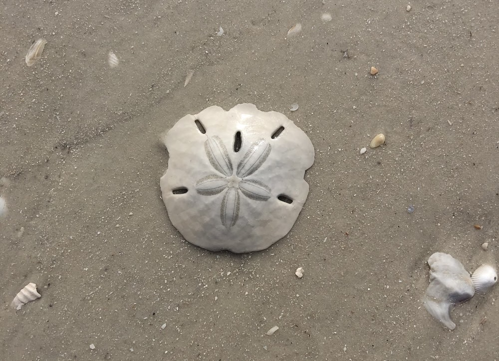 Everything you need to know about the sand dollar sand dollar shelling