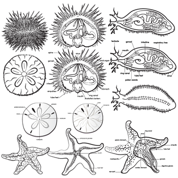 Echinoderm clip art set