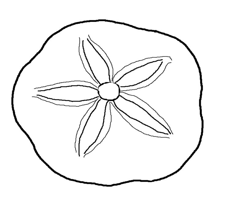 Sand dollar clip art