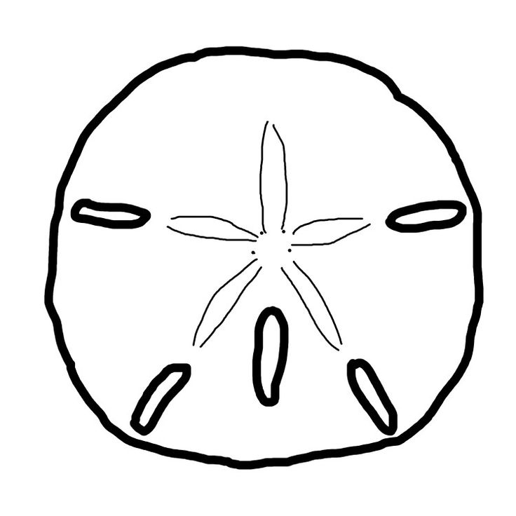 Printable sand dollar coloring page for kids