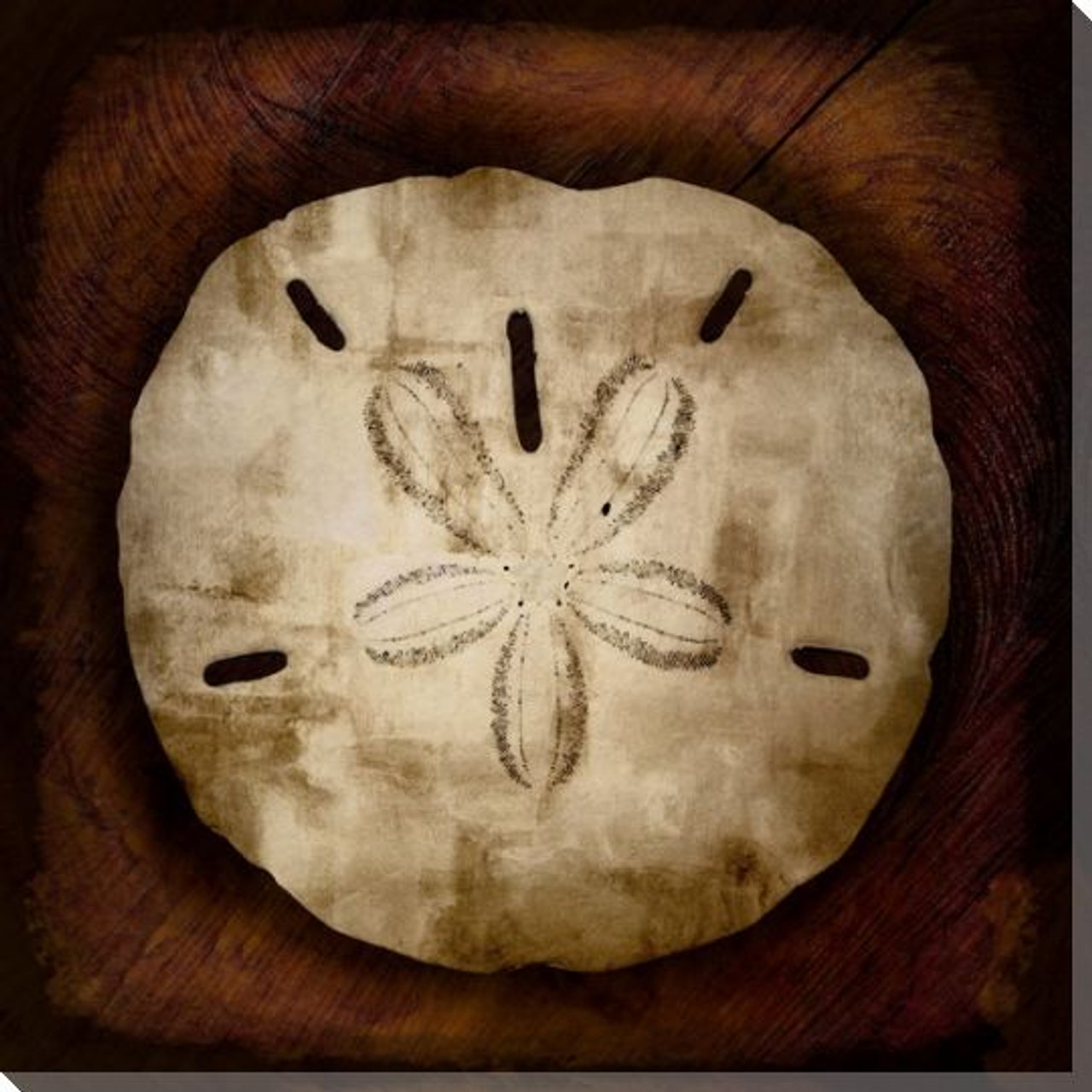 Burnished sand dollar wrapped canvas giclee print wall art