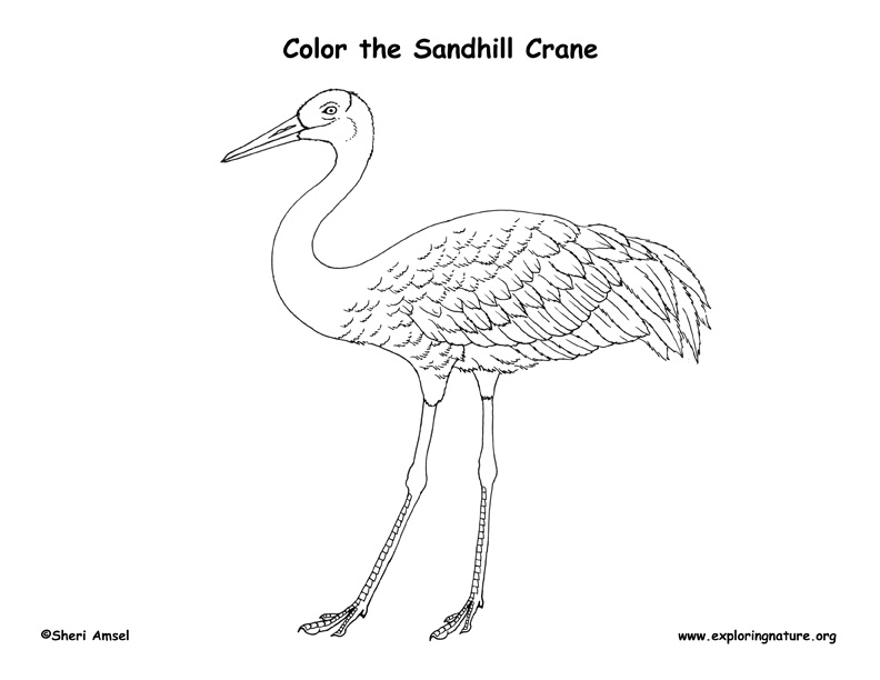 Sandhill crane coloring page