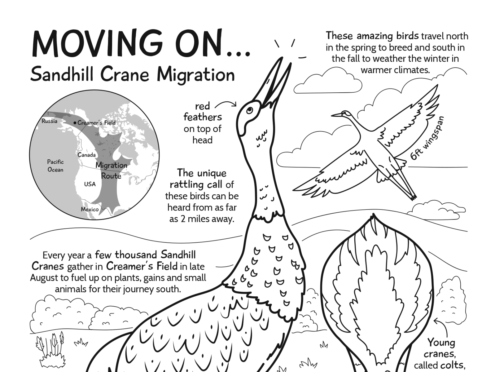 Sandhill crane coloring page by sara lynn cramb on